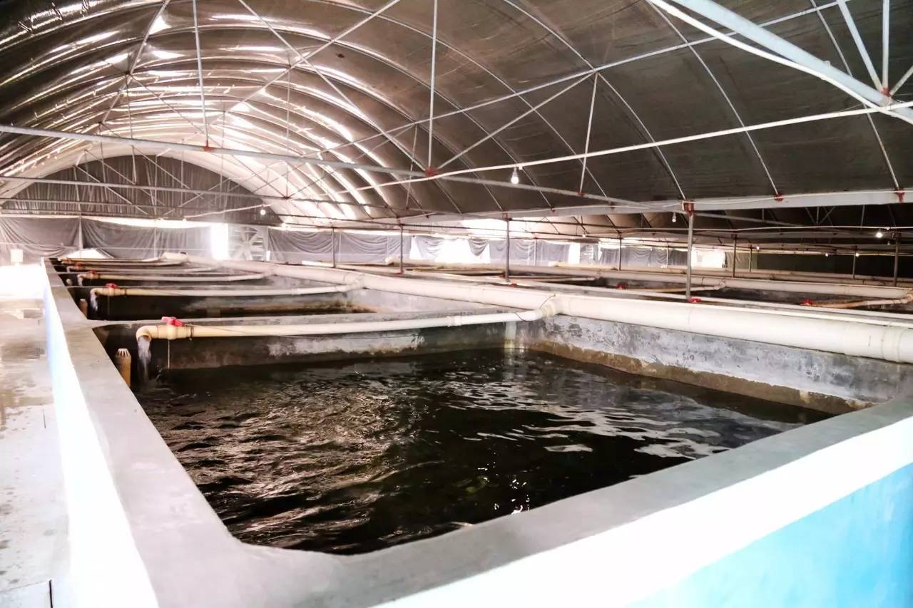 【故事】他在麻涌打造东莞首个全室内循环水养殖场!水好,鱼才好_搜狐科技